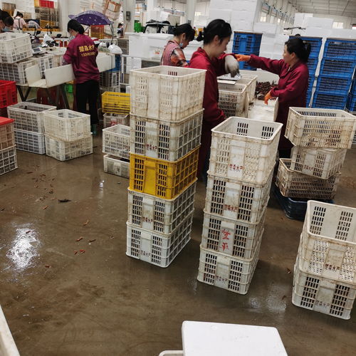 潛江楚淼水產(chǎn)7月炮頭小龍蝦30斤起批發(fā)，全國(guó)可發(fā)售